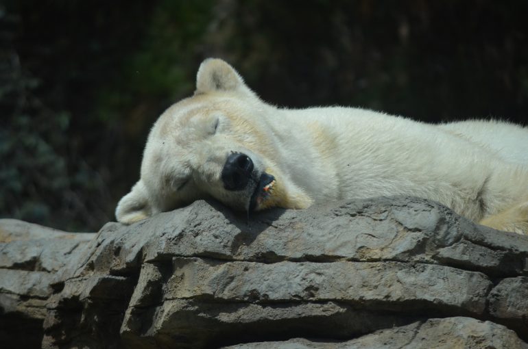 polar bear sleeping on rocks